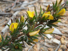 Pultenaea involucrata