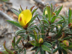 Pultenaea involucrata