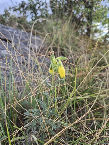 Onosma viridis