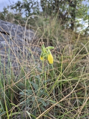 Onosma viridis