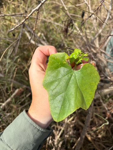 Coccinia grandis observed 2025-07-28