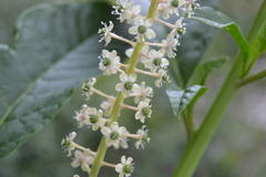 Phytolacca americana