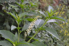 Phytolacca americana