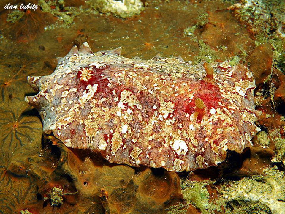 Platydoris inframaculata