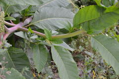 Phytolacca americana
