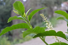 Phytolacca americana