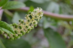 Phytolacca americana