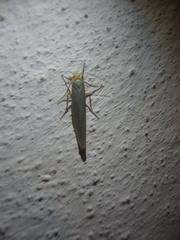 Eilema