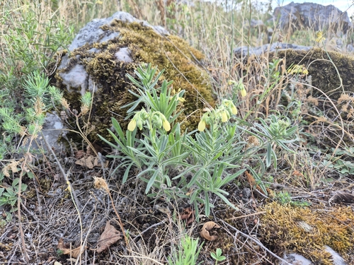 Onosma viridis, photograph 2
