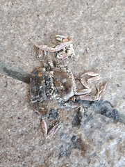 Geothelphusa dehaani