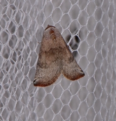 Mataeomera mesotaenia