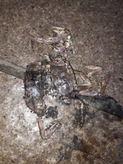 Geothelphusa dehaani
