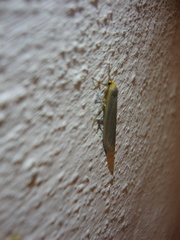 Eilema