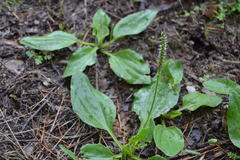Plantago major