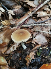 Pluteus phlebophorus