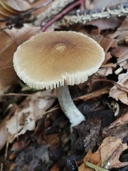 Pluteus phlebophorus