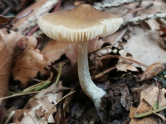 Pluteus phlebophorus