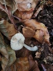 Pluteus phlebophorus