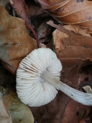 Pluteus phlebophorus