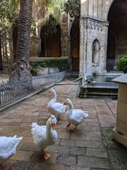 Anser anser domesticus