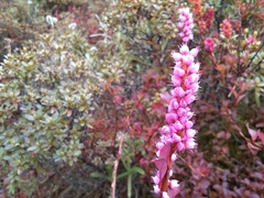 Bistorta vacciniifolia
