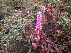 Bistorta vacciniifolia