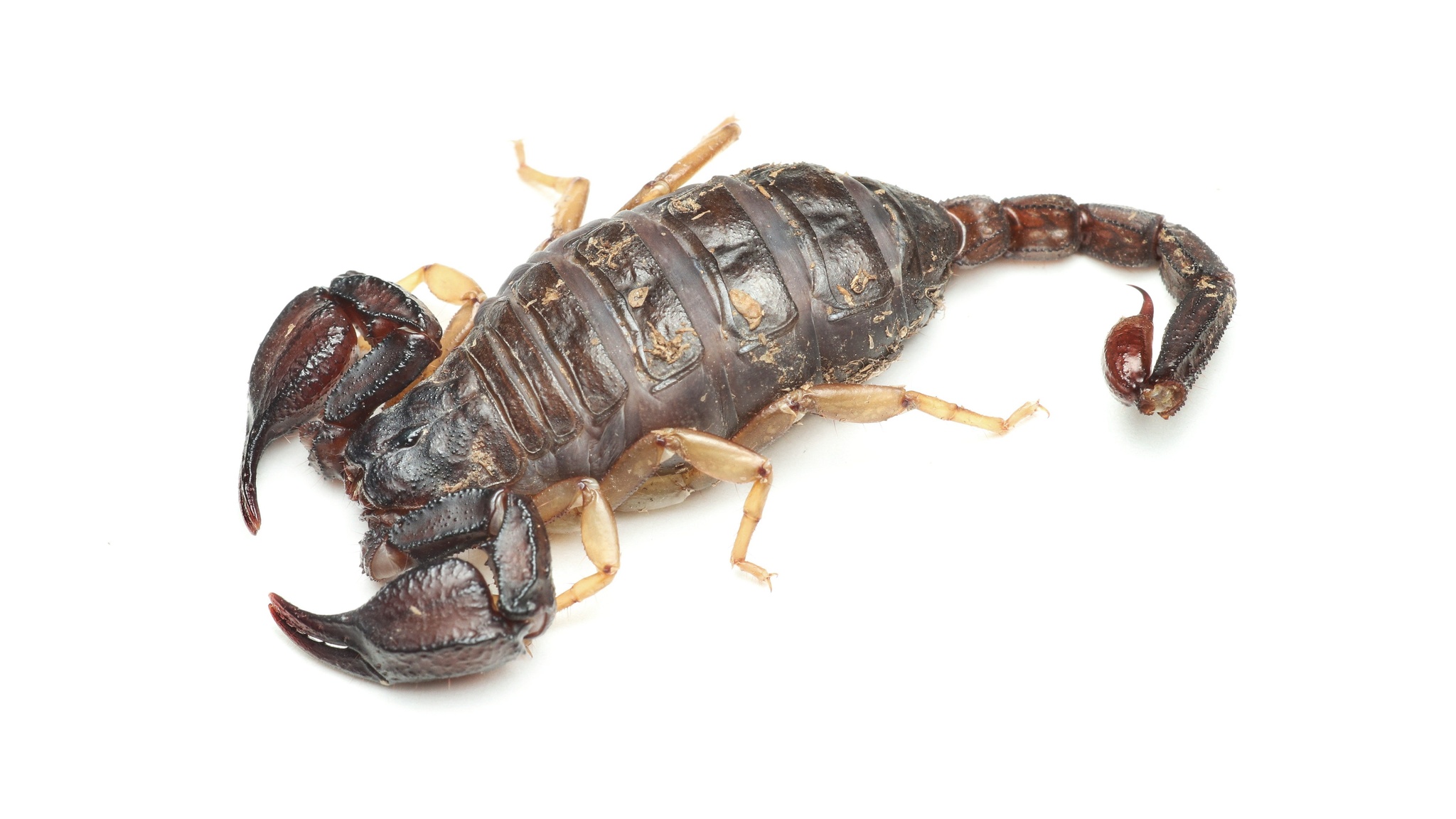 Western Forest Scorpion (Uroctonus mordax) · iNaturalist