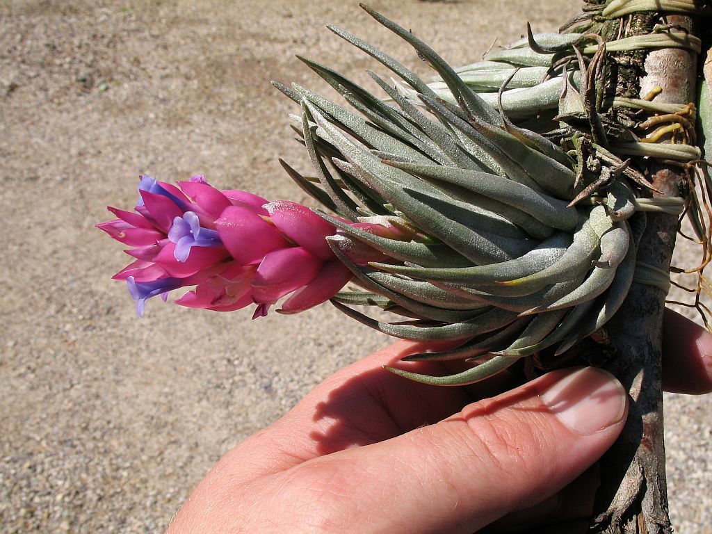 Tillandsia carminea · iNaturalist