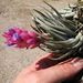 Tillandsia carminea - Photo (c) Deutsch:, some rights reserved (CC BY-SA)