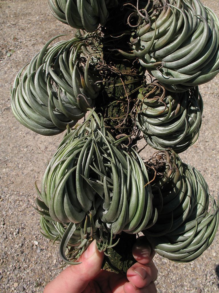 Tillandsia carminea · iNaturalist