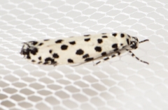 Ethmia clytodoxa