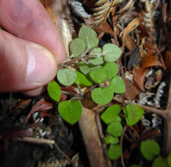 Nertera dichondrifolia