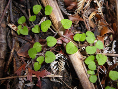 Nertera dichondrifolia
