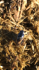 Chilothorax paykulli