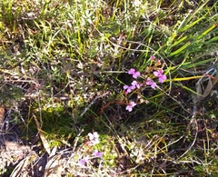 Stylidium lineare