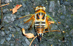 Vagitanus terminalis