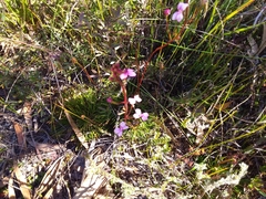 Stylidium lineare