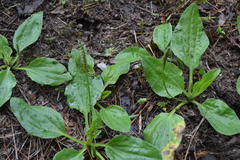 Plantago major