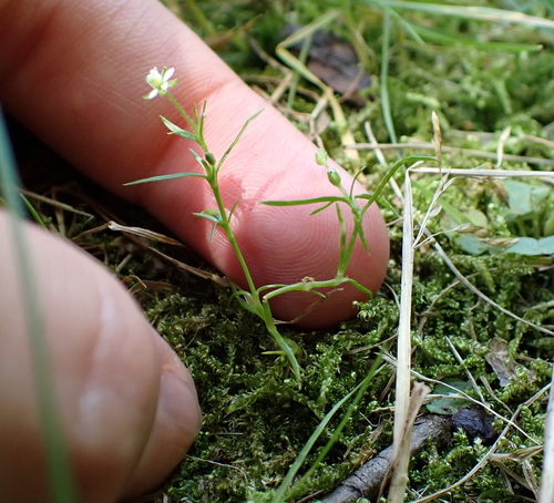 Japanese Pearlwort (Sagina japonica)