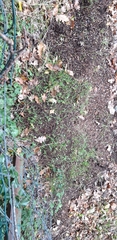 Formica polyctena