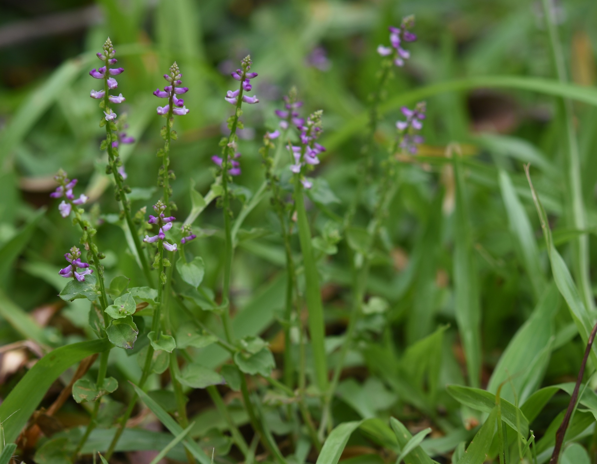 Salomonia cantoniensis — ảnh 2