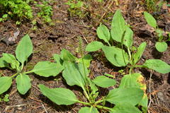 Plantago major