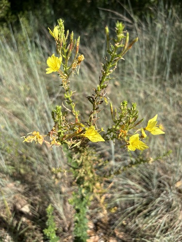 Fourpoint Evening Primrose (Oenothera rhombipetala)