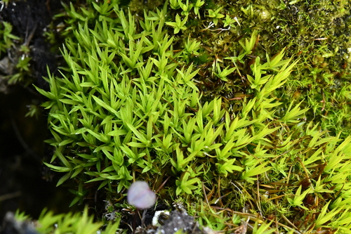Norwegian Timmia (Timmia norvegica)