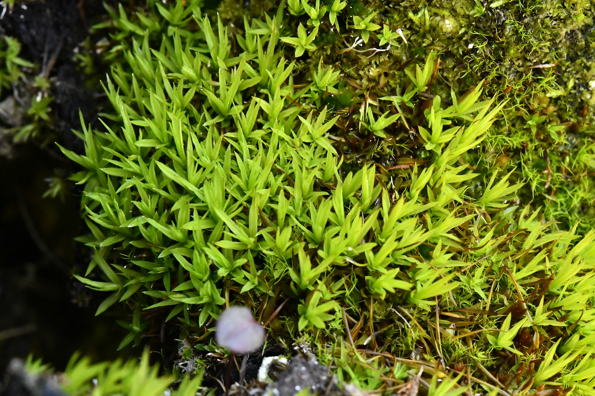 Timmia norvegica