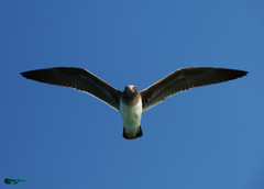 Ichthyaetus hemprichii