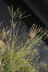 Dichanthium annulatum