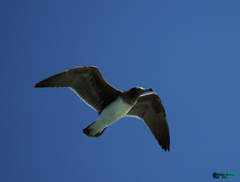 Ichthyaetus hemprichii