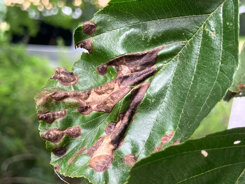 Phyllonorycter chrysella