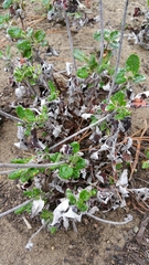 Eriogonum latifolium
